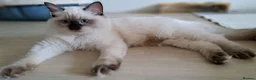 Ragdoll cats for sale: 💠FiFe registered Ragdoll kittens for sale💠 in Bristol - Advert 8