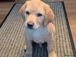 Labrador Retriever dogs Labrador pups ready now. Pickering, North Yorks - Advert 1