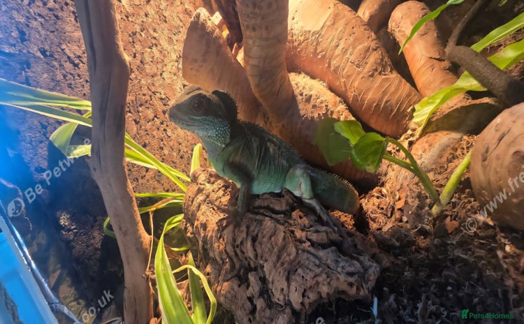 Lizard reptiles - Advert 1