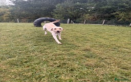 Labrador Retriever dogs for sale: 18 month old female labrador - Image 4