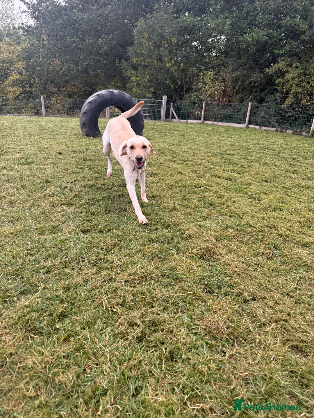 Labrador Retriever dogs for sale: 18 month old female labrador - Image 4