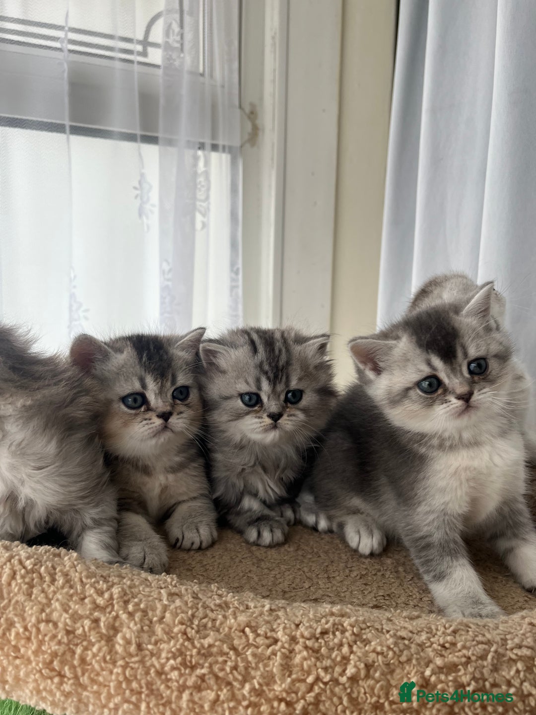 Scottish Fold cats for sale: Adorable Scottish Fold Kittens  - Image 11