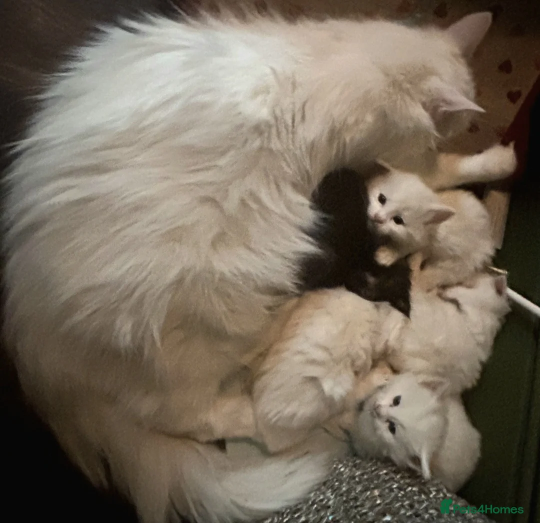 Turkish Angora cats for sale: Turkish angora kittens - Advert 2