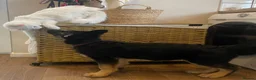 British Longhair cats for sale: Freidès - our beautiful white long hair cat in Stoke-on-Trent - Advert 5