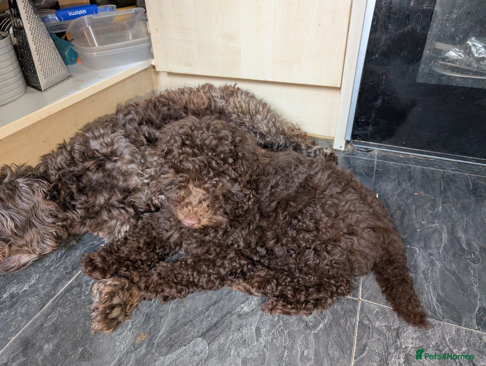 Labradoodle dogs 🐾Quality F1BB Mini Labradoodle Pups🐾  - Advert 2