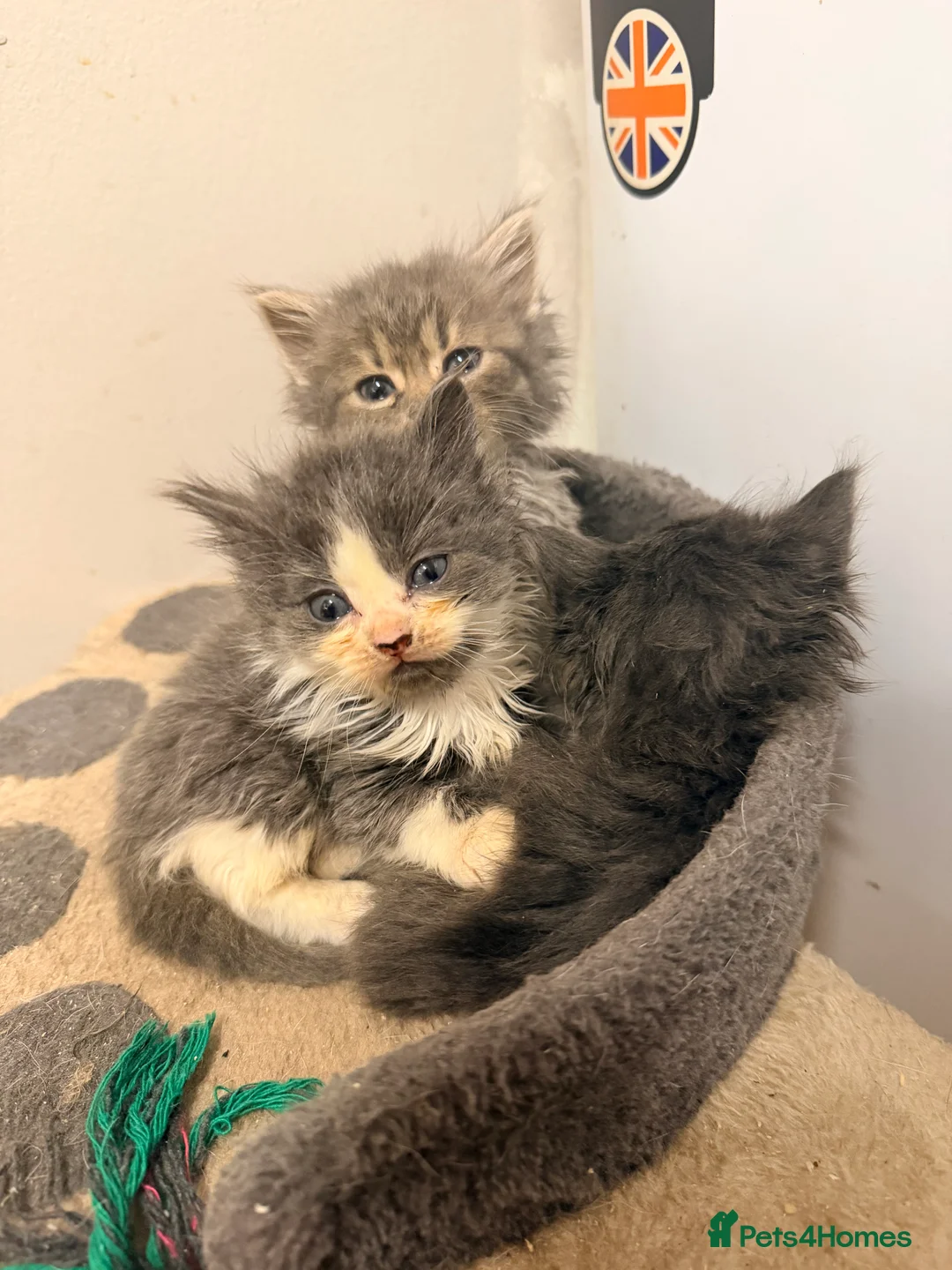 Mixed Breed cats for sale: Grey and white longhaired ragdoll x kitten  - Advert 6