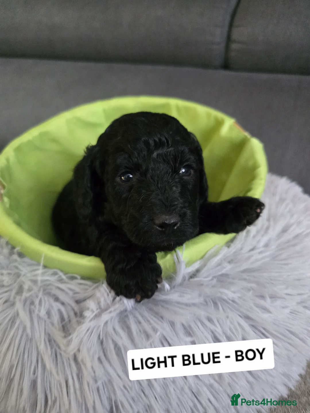 Toy Poodle dogs for sale: BEAUTIFULL BLACK TOY POODLES  - Advert 14