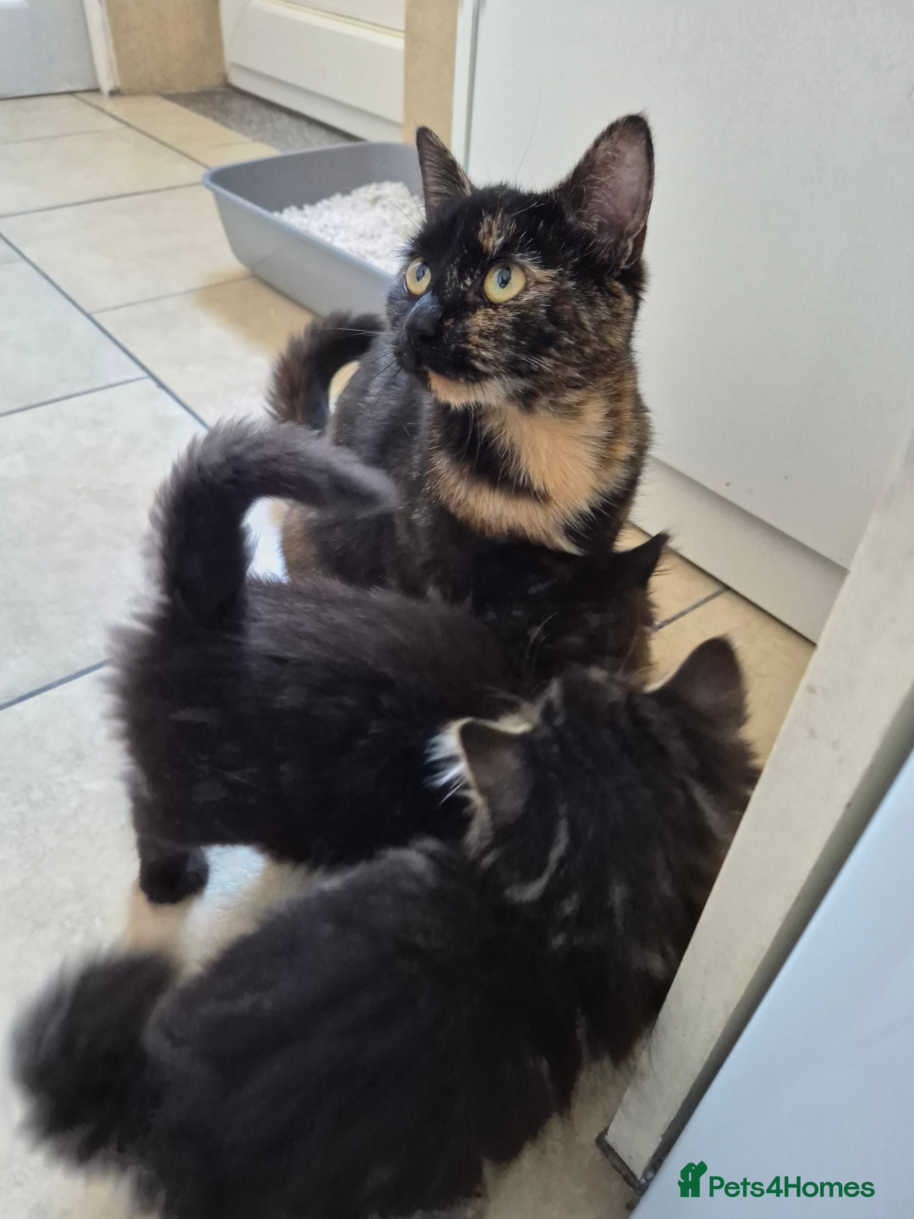 Mixed Breed cats mixed breed kittens - Advert 1