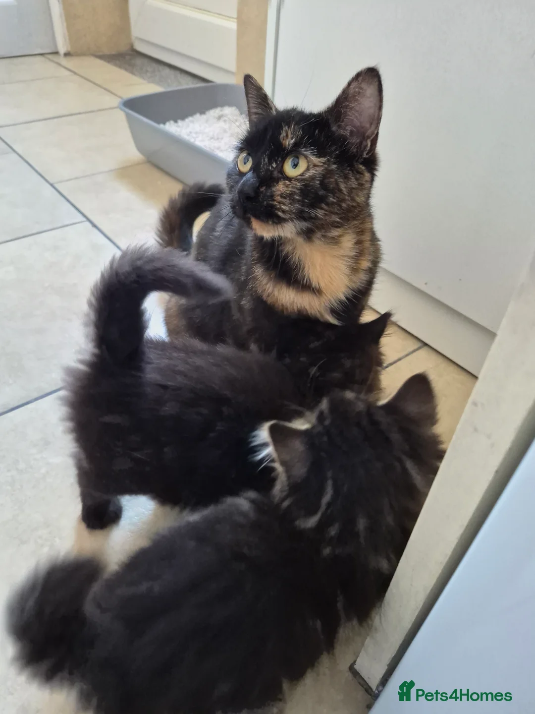 Mixed Breed cats for sale: mixed breed kittens in Ilkeston - Advert 1