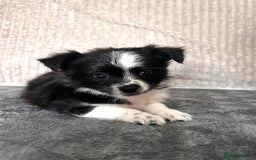 Mixed Breed dogs for sale: Chihuahua X jack Russel Puppies  - Image 5