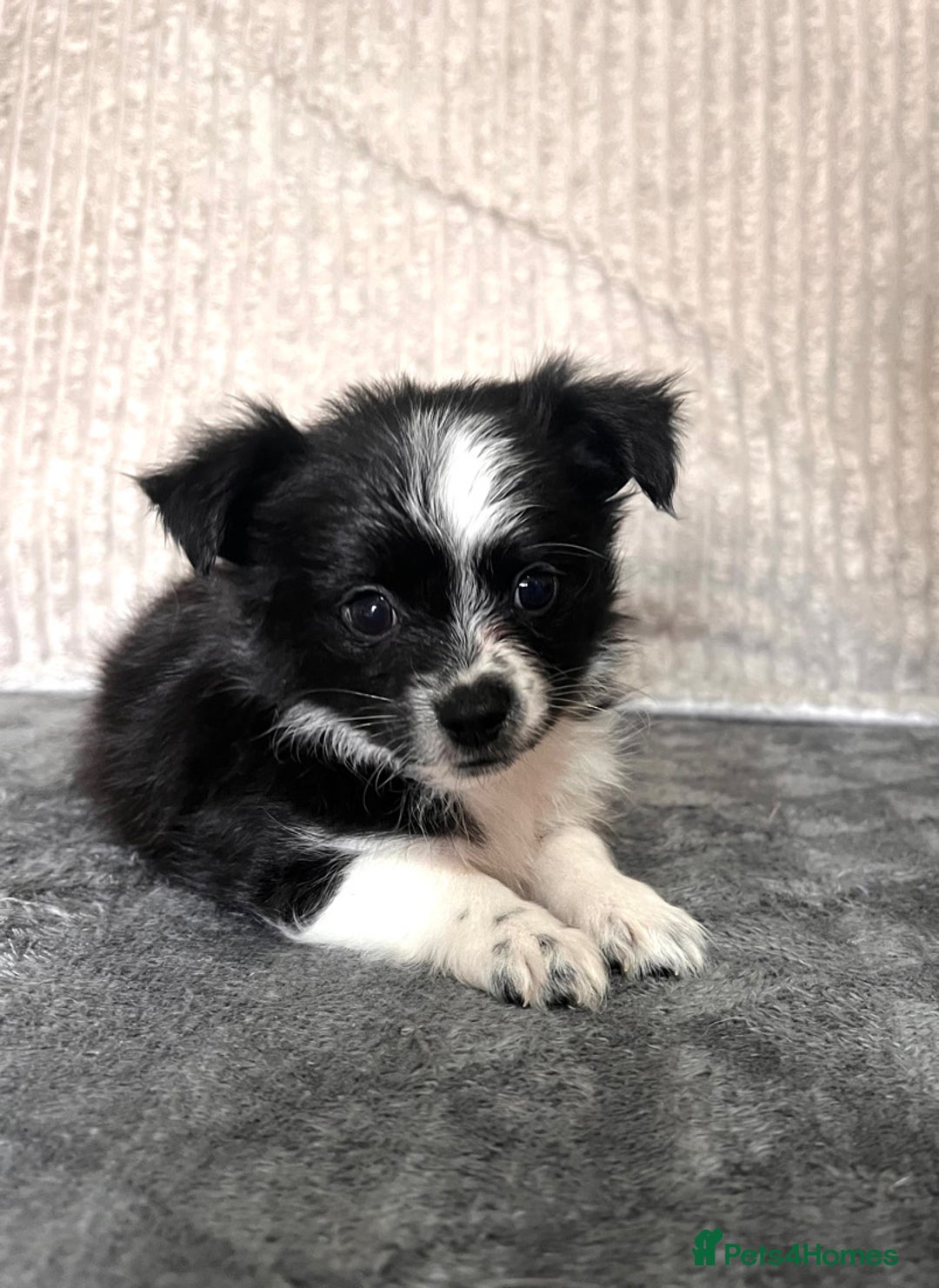 Mixed Breed dogs for sale: Chihuahua X jack Russel Puppies  - Image 5