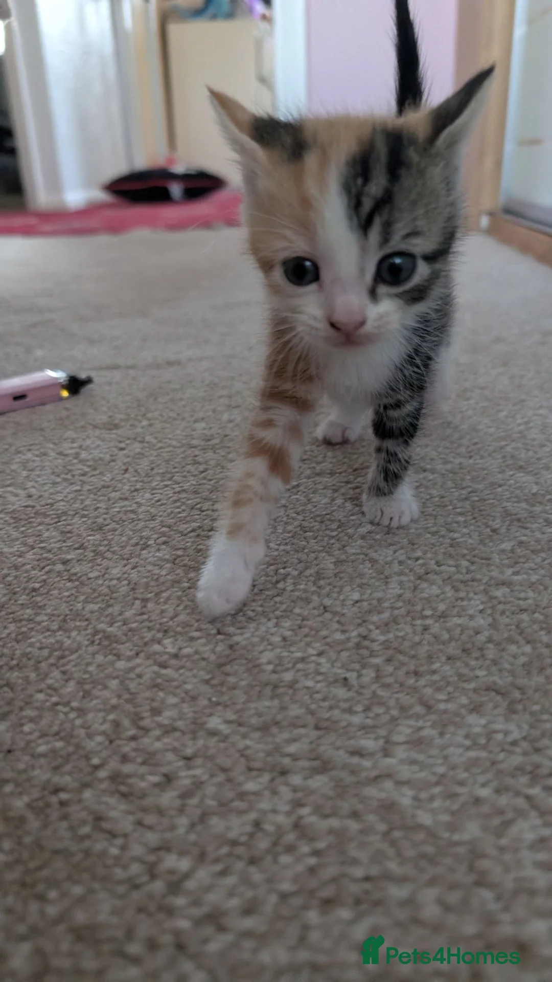 Mixed Breed cats for sale: Kittens for sale - Advert 6