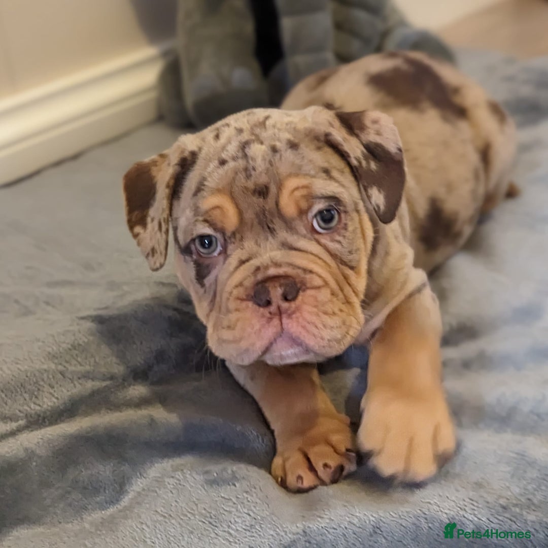 Olde English Bulldogge dogs for stud: Olde english bulldogge  - Advert 11