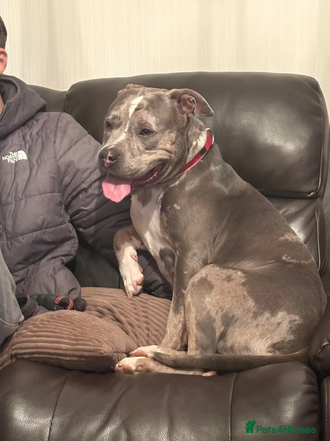 Mixed Breed dogs for sale: Zarla  in Coventry - Advert 2