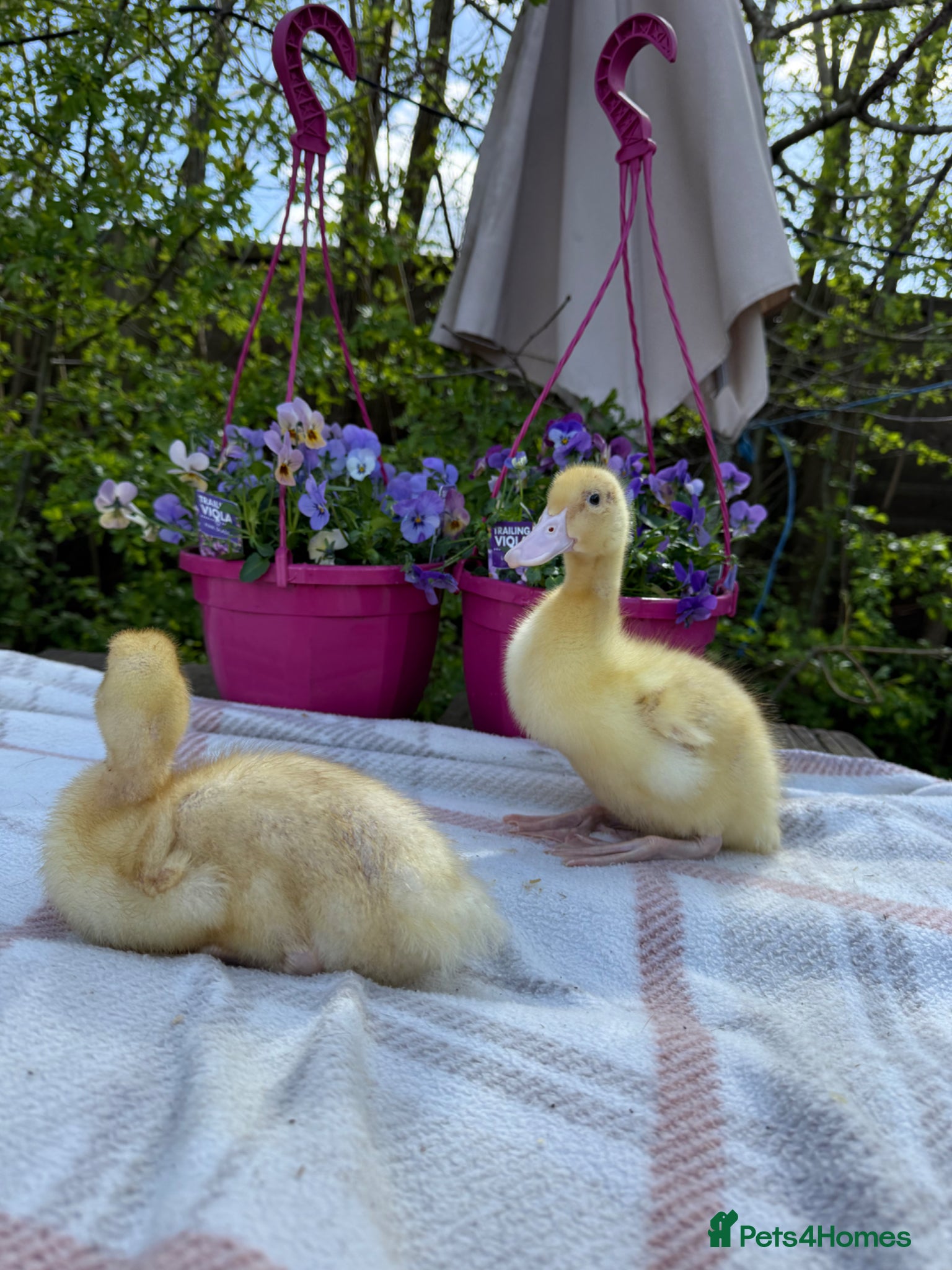 Ducks poultry  Cherry Valley Ducklings - Advert 10
