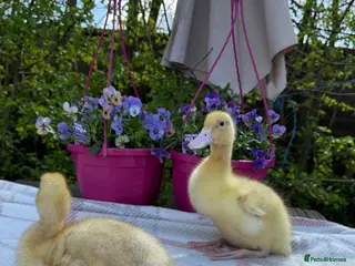 Ducks poultry Cherry Valley Ducklings - Advert 10