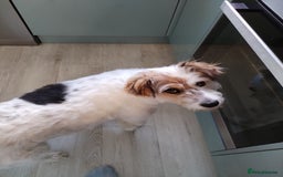 Mixed Breed dogs for sale: Romanian rommie rescue mixed breed rescue - Image 7