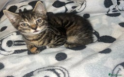 Bengal cats for sale: bengal x ragdoll kittens  - Image 11