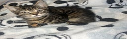 Bengal cats for sale: bengal x ragdoll kittens  - Advert 11