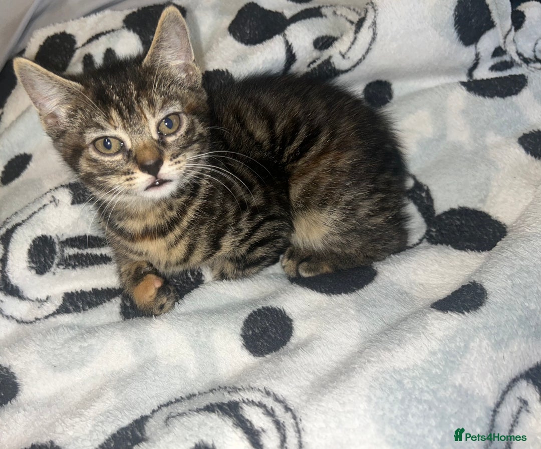 Bengal cats for sale: bengal x ragdoll kittens  - Image 11