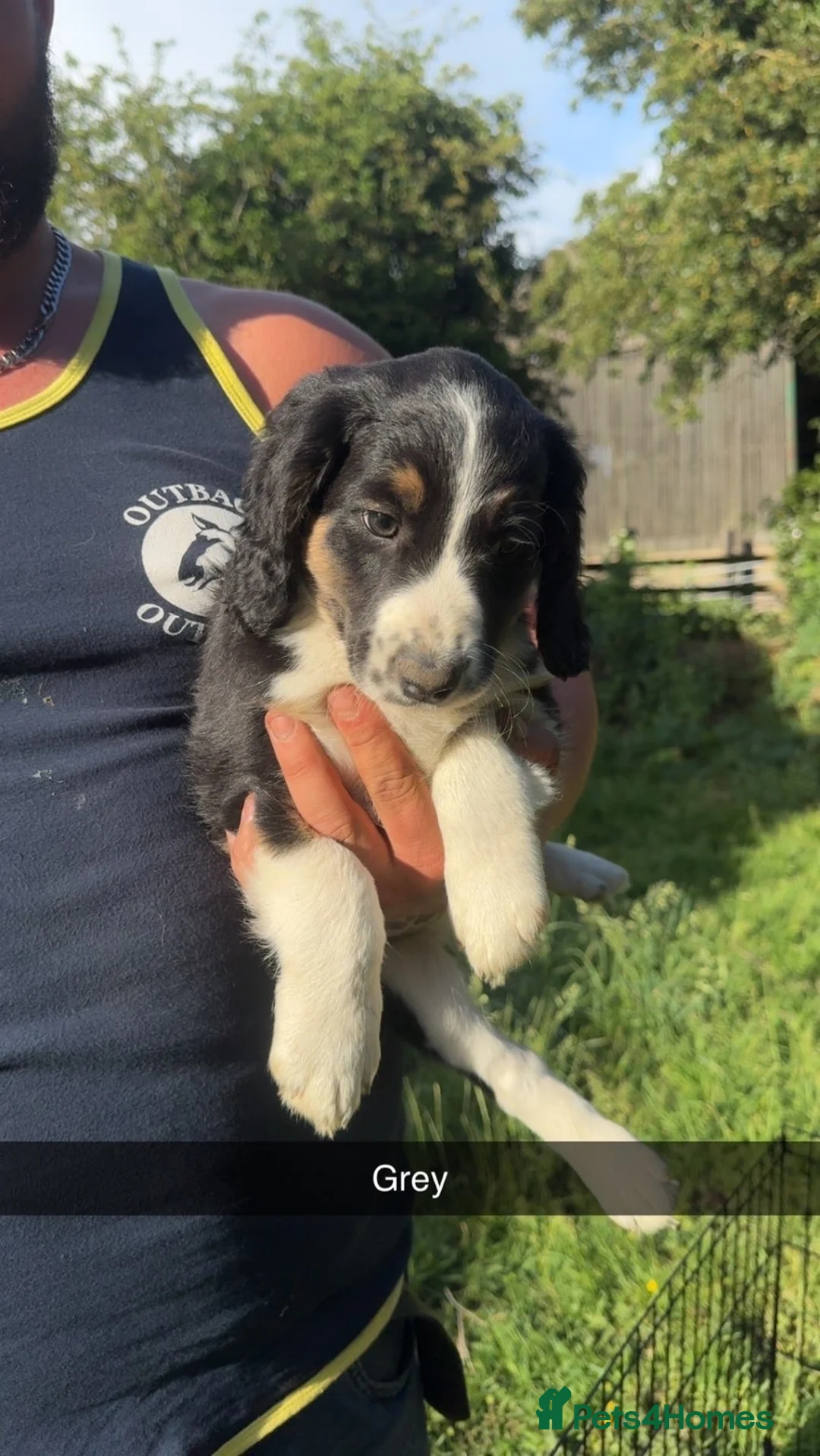 Mixed Breed dogs for sale: Collie x cocker spaniel boys in Norwich - Advert 3
