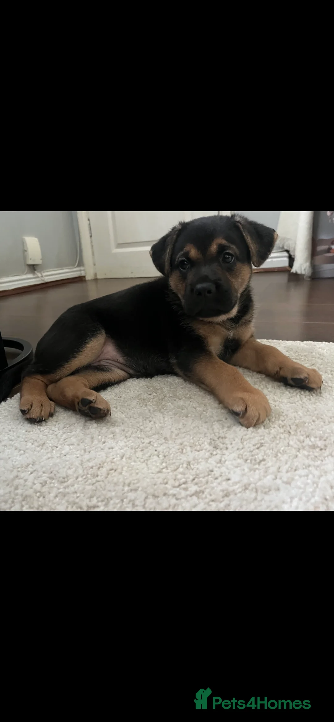 German Shepherd dogs for sale: german shepherd puppies  - Advert 5