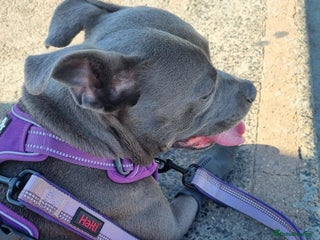 Staffordshire Bull Terrier dogs for sale: Male Staffie approx 2 years old - Advert 1