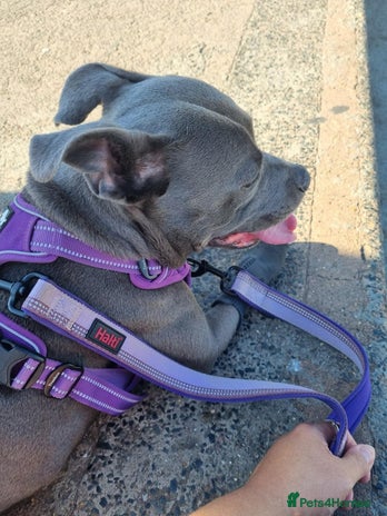 Staffordshire Bull Terrier dogs Male Staffie approx 2 years old - Advert 1