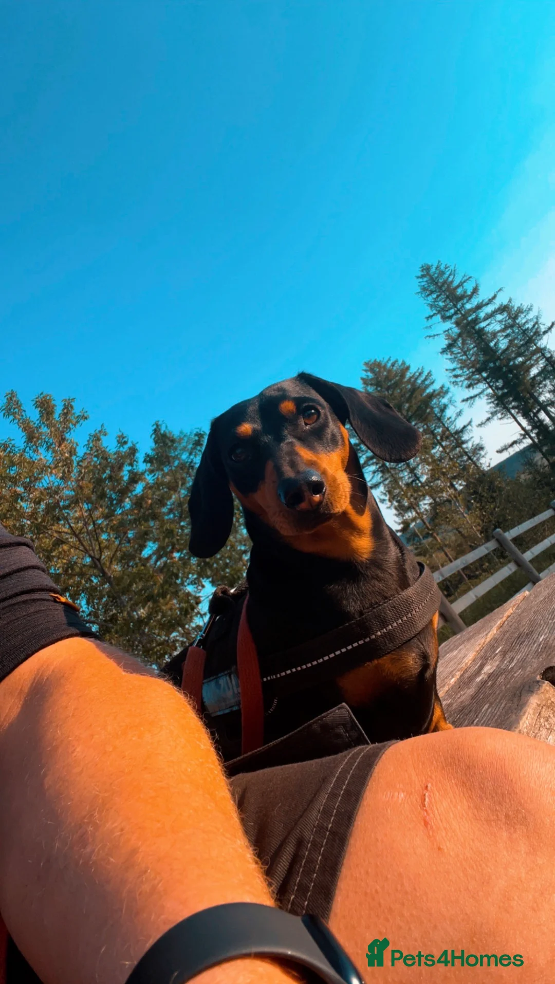 Miniature Dachshund dogs for sale: Miniature Dachshund Puppies - Advert 32