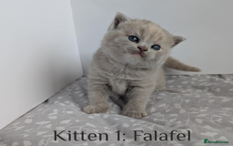 British Shorthair cats for sale: British Shorthair Kittens Lilac, Lilac Cream GCCF  - Image 5