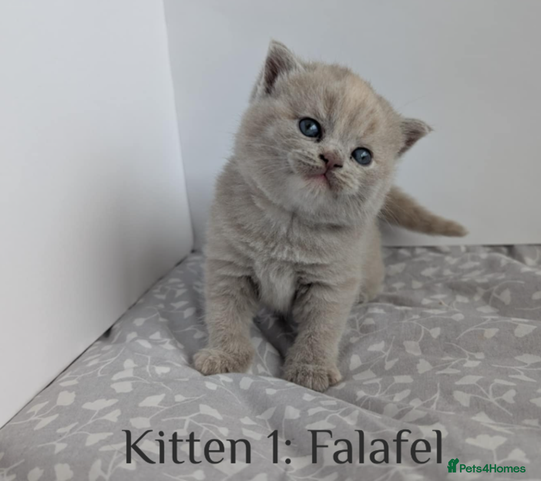 British Shorthair cats for sale: British Shorthair Kittens Lilac, Lilac Cream GCCF  - Image 5