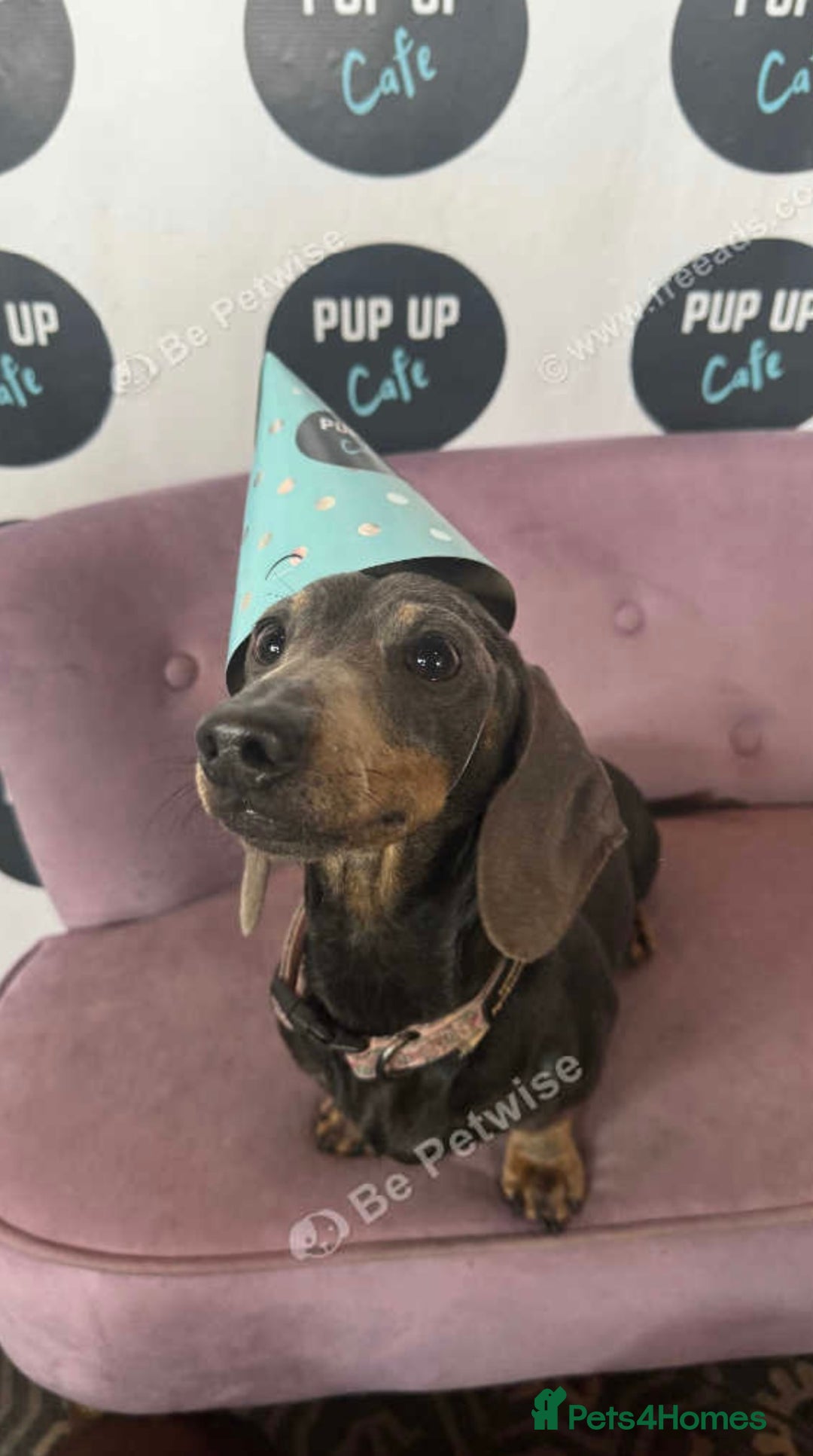 Miniature Dachshund dogs for sale: Ready now. Outstanding Mini Dachshund Pups!  - Image 5
