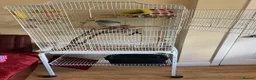 Parrots birds for sale: Quaker parrot blue  - Advert 4