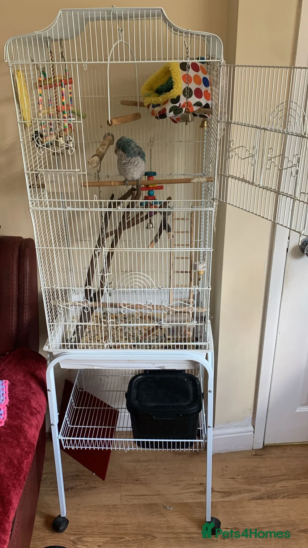 Parrots birds for sale: Quaker parrot blue  - Advert 4