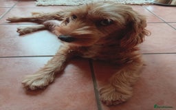 Cockapoo dogs for sale: Naturally-reared Red/Apricot F1b Cockapoos - Image 10