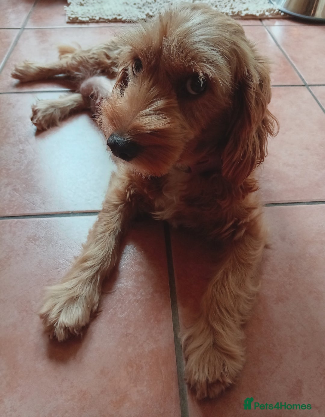 Cockapoo dogs for sale: Naturally-reared Red/Apricot F1b Cockapoos - Image 10