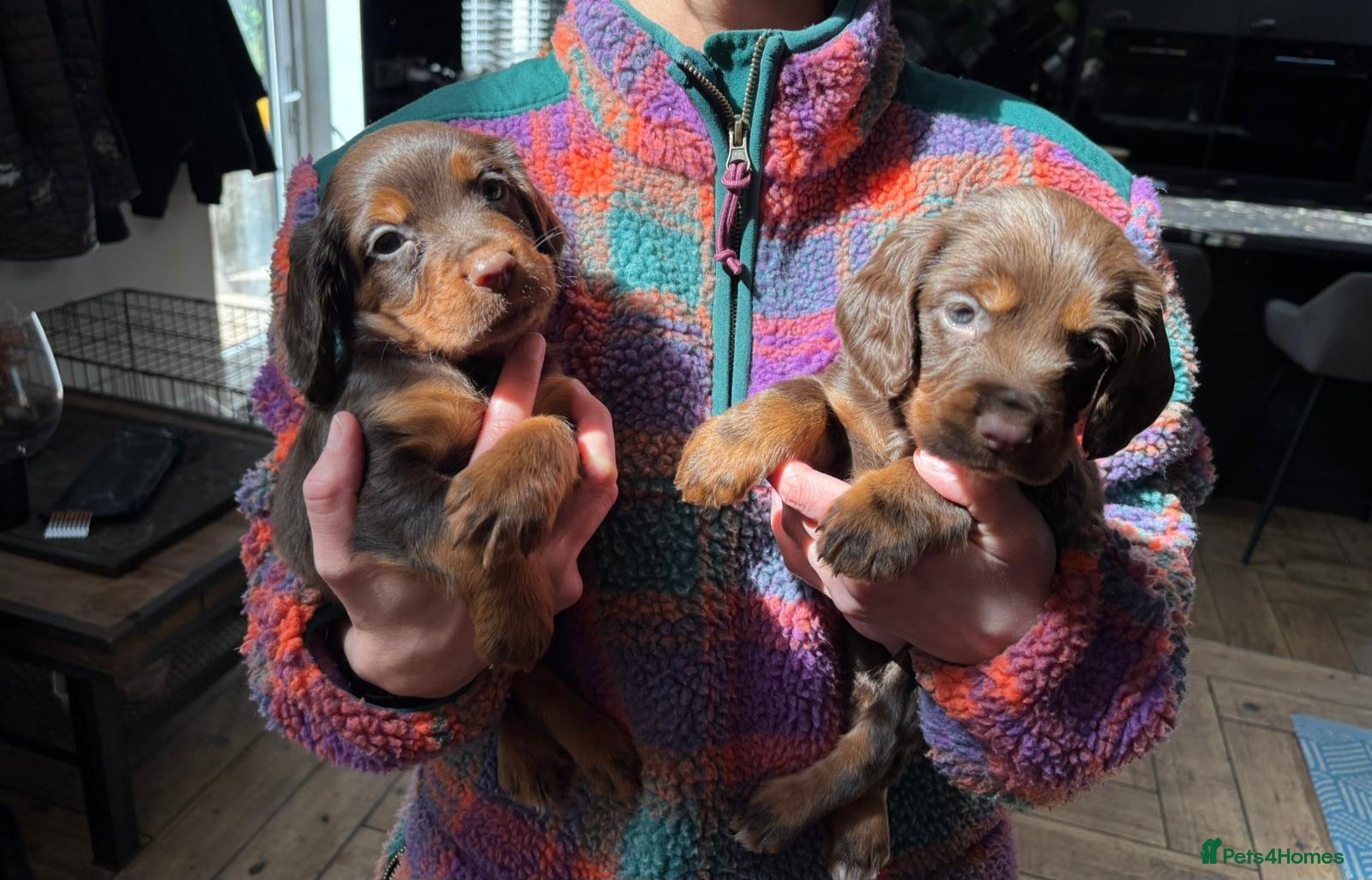 Cocker Spaniel dogs KC Registered Working Cocker Spaniels - Advert 4