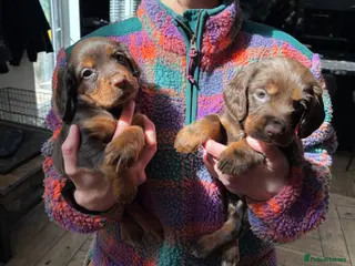 Cocker Spaniel dogs KC Registered Working Cocker Spaniels - Advert 15