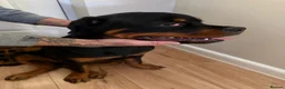 Rottweiler dogs for sale: Rottweiler 5 month old male called Titan  in Bath - Advert 2