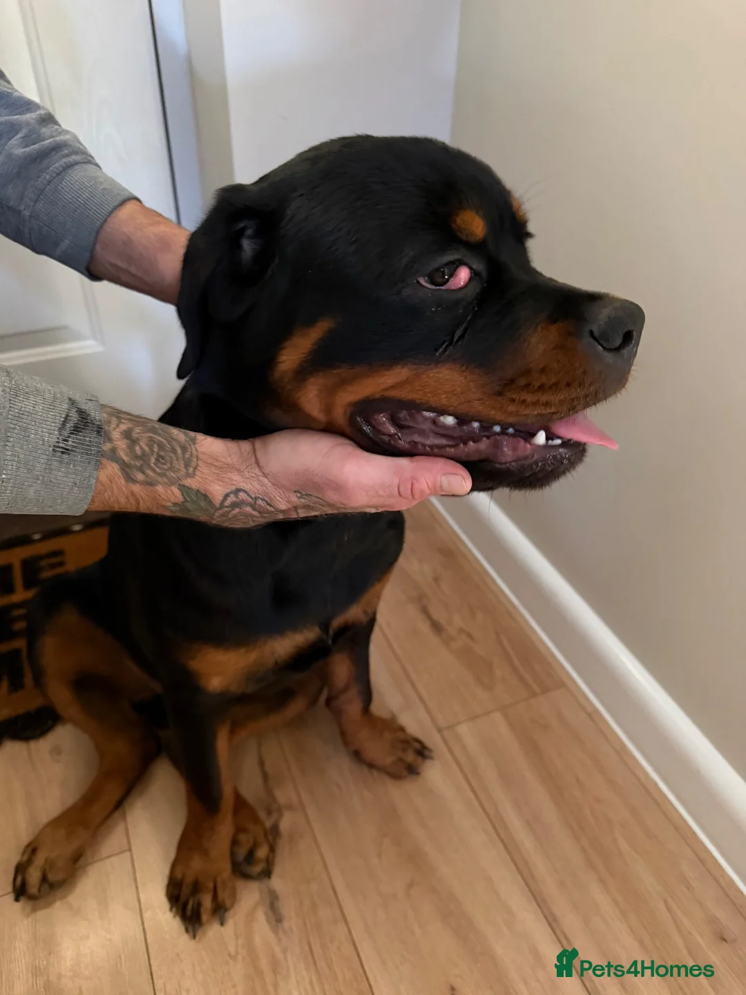 Rottweiler dogs for sale: Rottweiler 5 month old male called Titan  in Bath - Advert 2