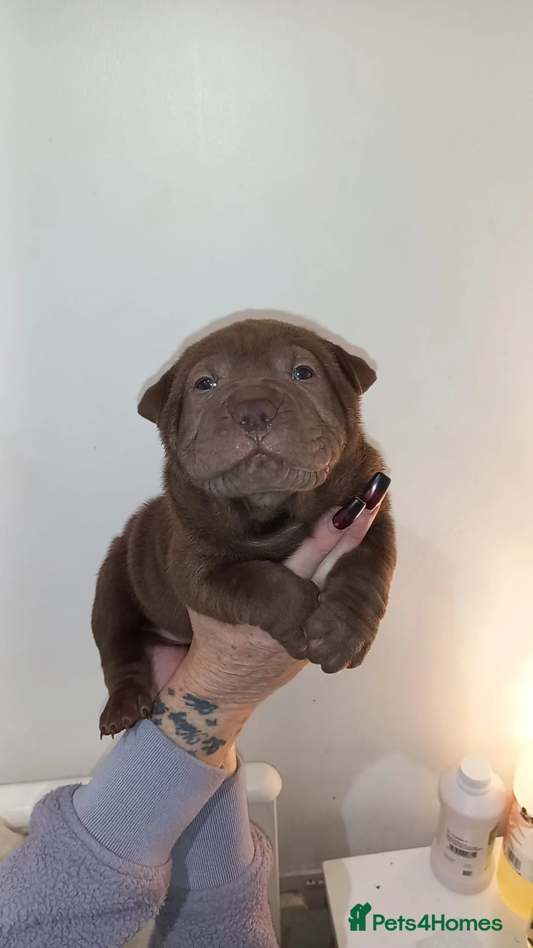 Shar Pei dogs for sale: 5 girls and one boy - Advert 8