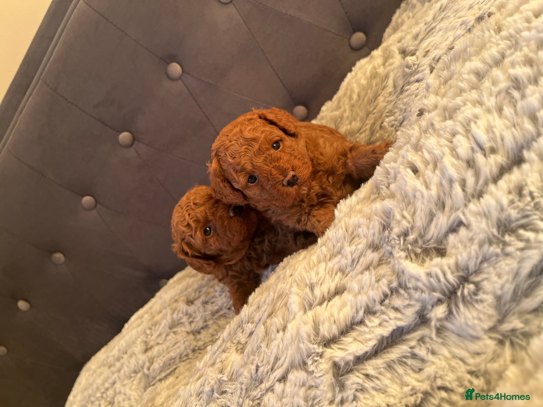 Toy Poodle dogs for sale: Toy poodle puppies - Advert 24