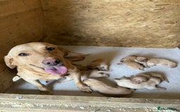Labrador Retriever dogs for sale: KC Registered labradores ready to leave  - Image 14