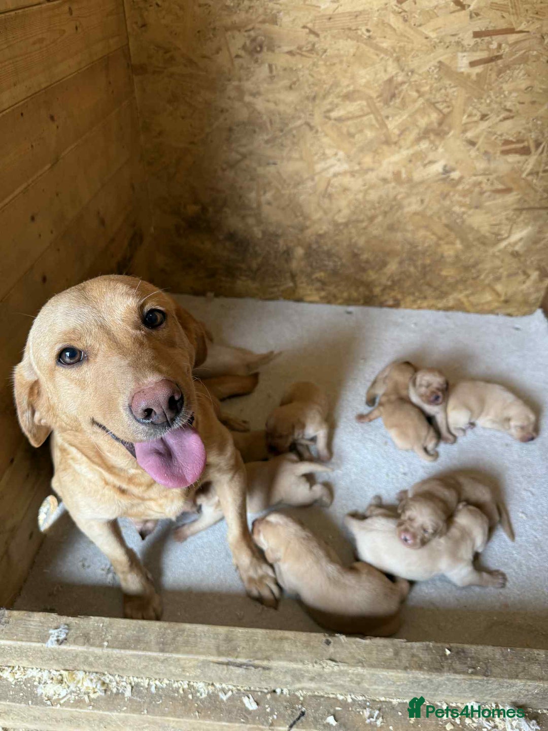 Labrador Retriever dogs for sale: KC Registered labradores ready to leave  - Image 14