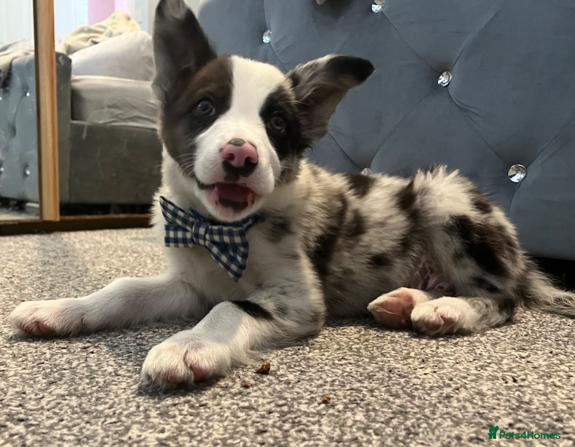 Border Collie dogs Blue merl border collie (Milo) - Advert 3