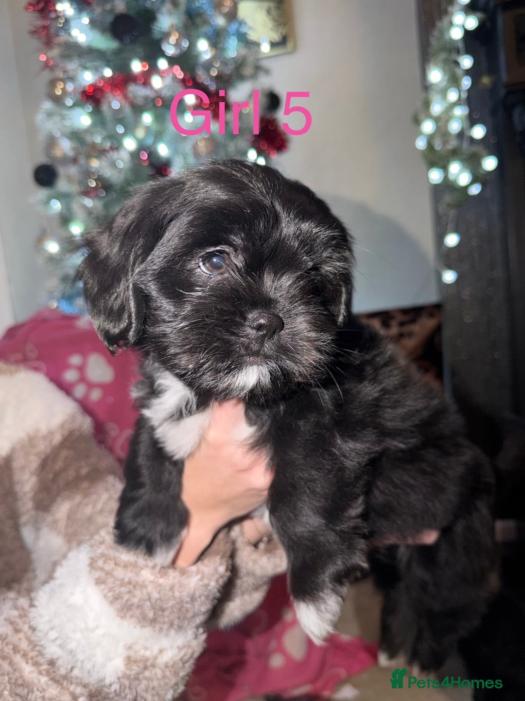 Mixed Breed dogs for sale: Shih Tzu x fluffy frenchie  - Advert 6