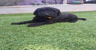 Labradoodle dogs - Advert 2