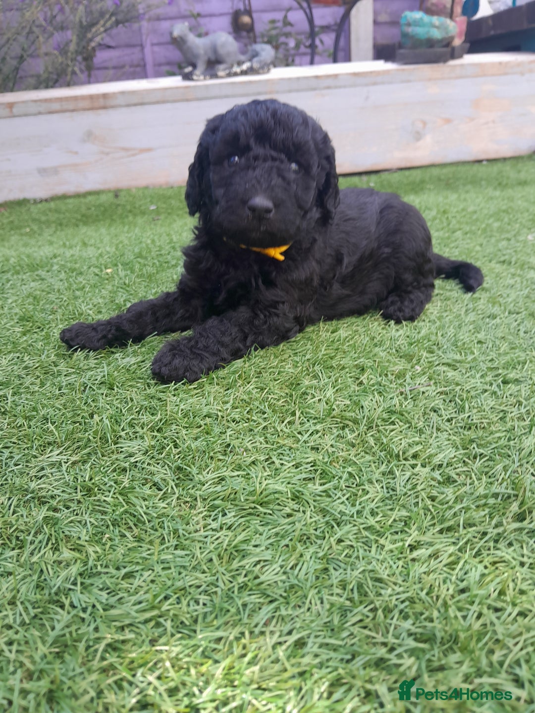 Labradoodle dogs for sale: Miniature Labradooles - Image 11