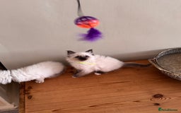 Birman cats for sale: Beautiful Birman Kittens - Image 5