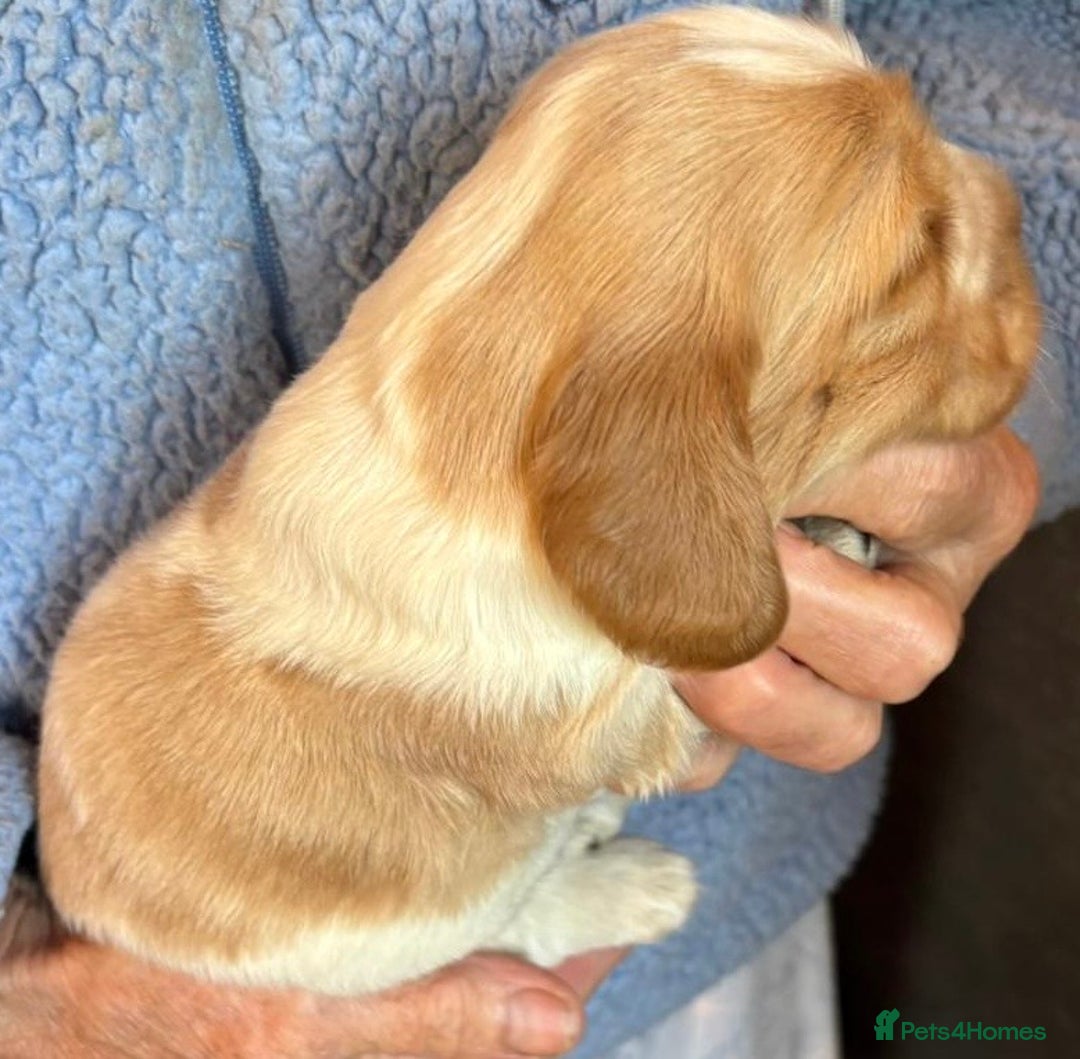 Cocker Spaniel dogs for sale: Show cocker spaniel pups  - Image 27
